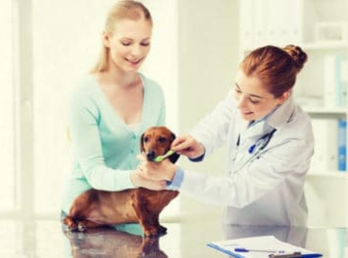 Top Tips To Take Care of Your Pet’s Teeth