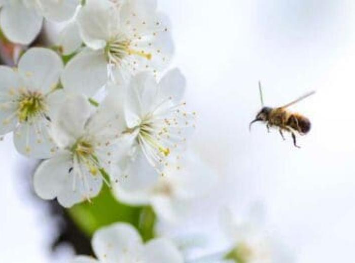 Seasonal Allergies & Oral Health